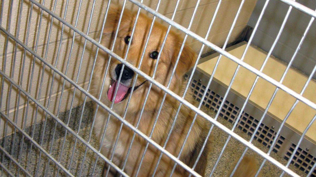 PAMELA FISHER VIA APA mixed-breed dog named Lili sits in her kennel at Summit County Animal Control in Akron, Ohio. Lili gave Dr. Pamela Fisher a look that she says persuaded her to adopt her, who is now 4. Fisher was at the shelter installing an MP3 player for her non-profit Rescue Animal MP3 Project, which plays dog-friendly and cat-friendly music so the dogs will stop barking and the animals will de-stress and relax. More than 1,100 shelters across the country have taken Fisher up on her offer and swear by the results.