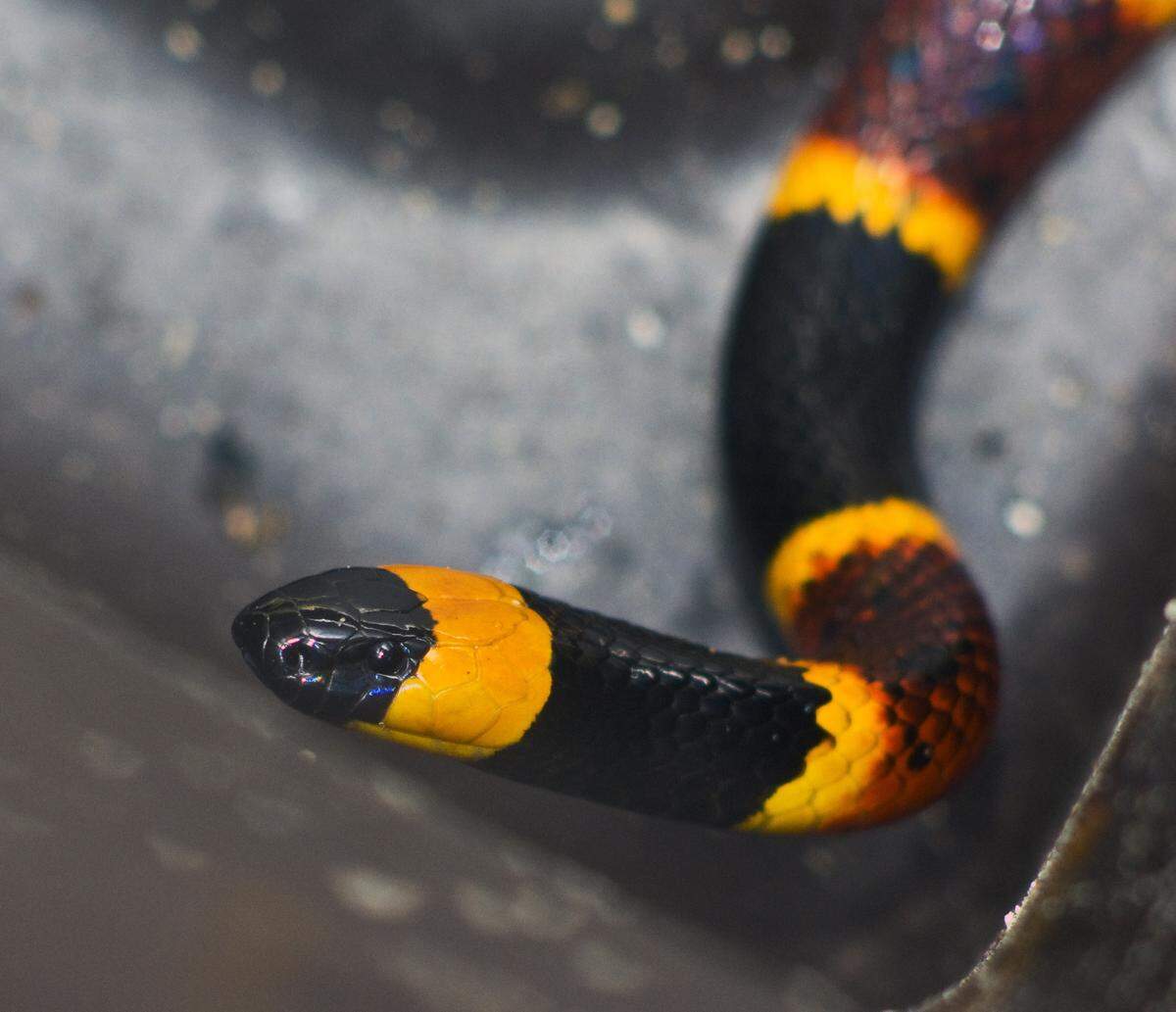 PHIL SANDLIN/ASSOCIATED PRESS/2007Eastern coral snake