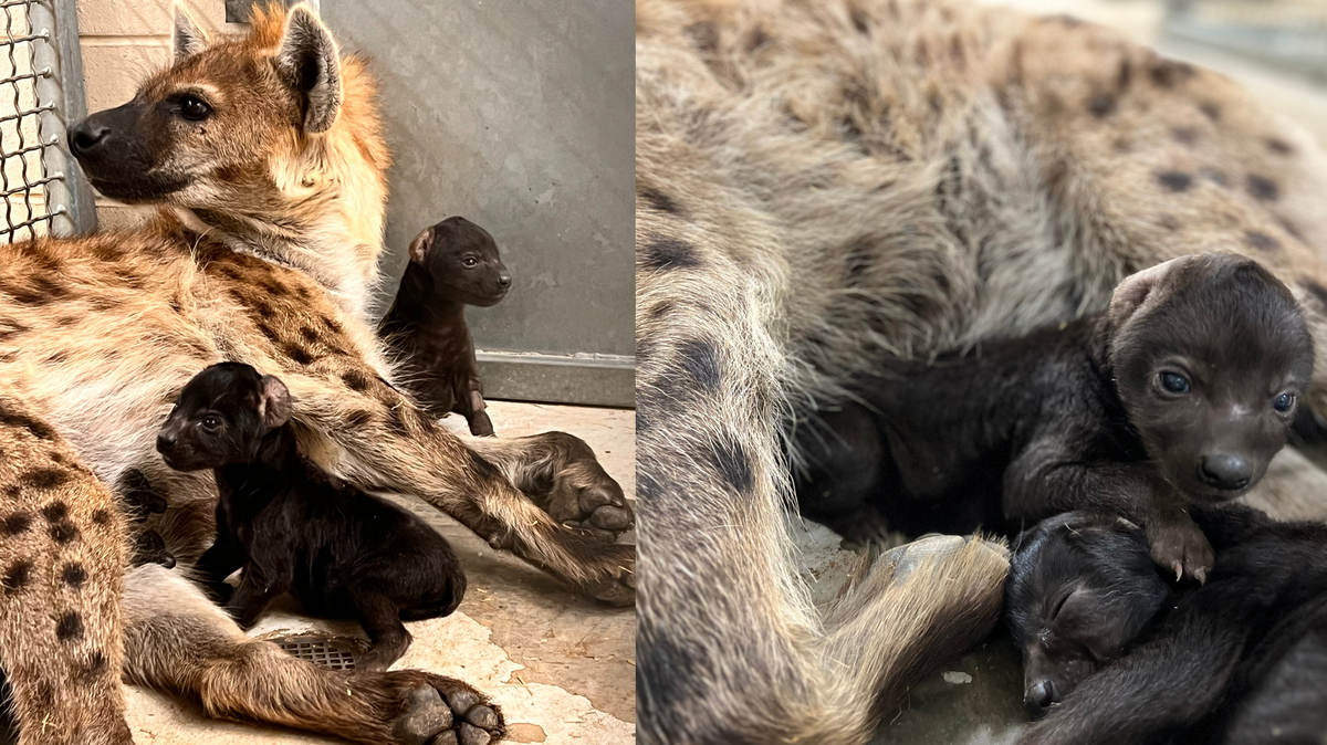Pili, a hyena at the Hattiesburg Zoo, gave birth to two healthy cubs on Friday, October 13, 2023. Pili previously gave birth to Kito, who is being transferred to a zoo in Kansas, last year.