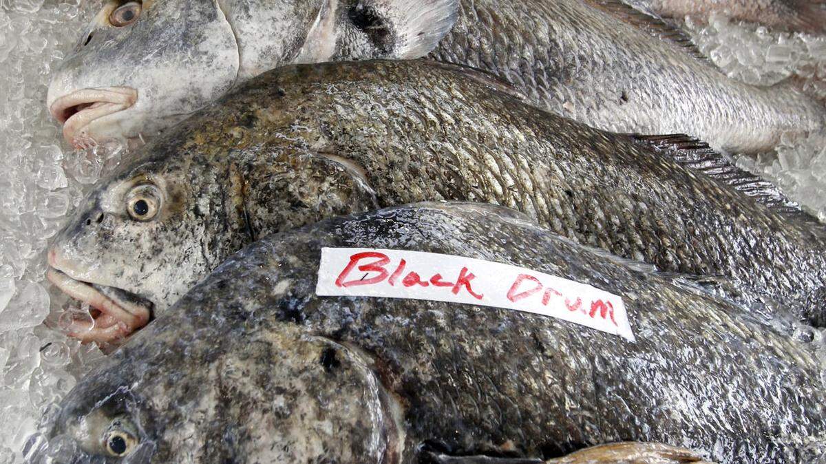 TIM ISBELL/SUN HERALD 
 Black Drum can be found in the Mississippi Coastal waters.