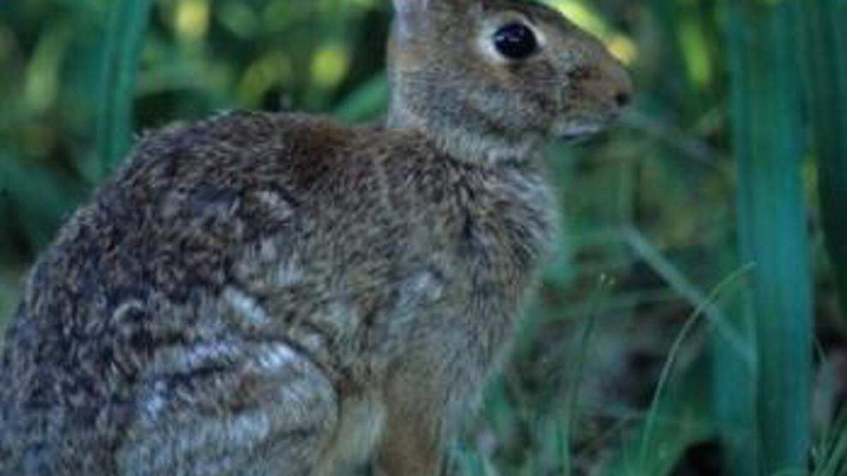MISSISSIPPI WILDLIFE FISHERIES AND PARKS 
 Rabbit hunting season will last until Feb. 28.