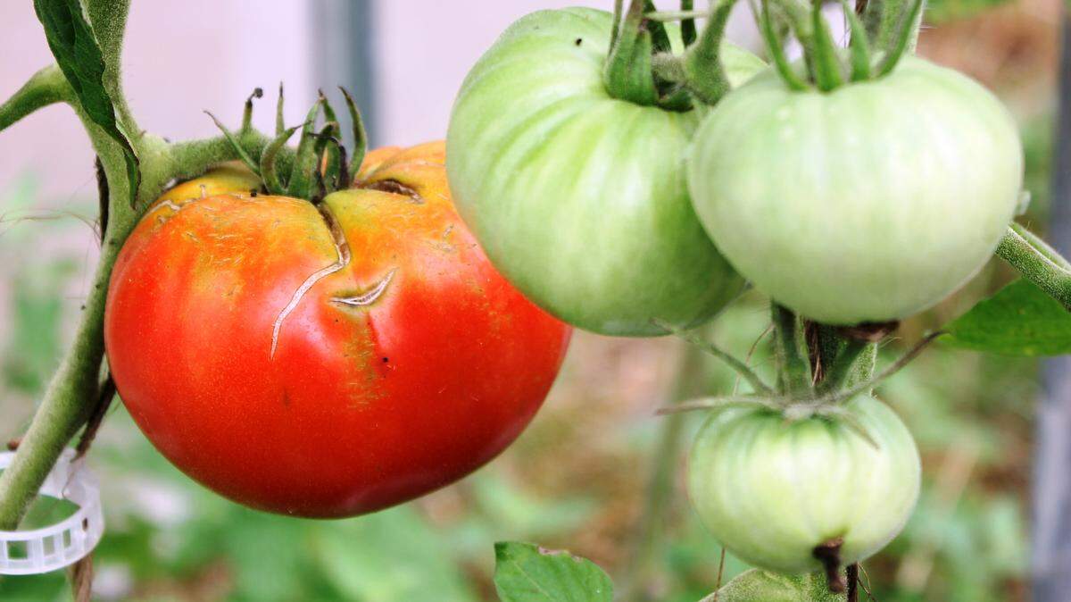 JULIAN BRUNT/SPECIAL TO THE SUN HERALDThere's nothing else like the taste and scent of a ripe tomato.