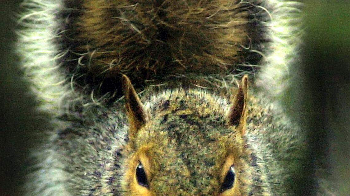 MCCLATCHY FILESpring Squirrel season is underway.