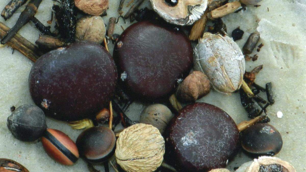 KAT BERGERON/SPECIAL TO THE SUN HERALDThe largest of the 'sea beans' in this stash collected in Long Beach is called a sea heart.