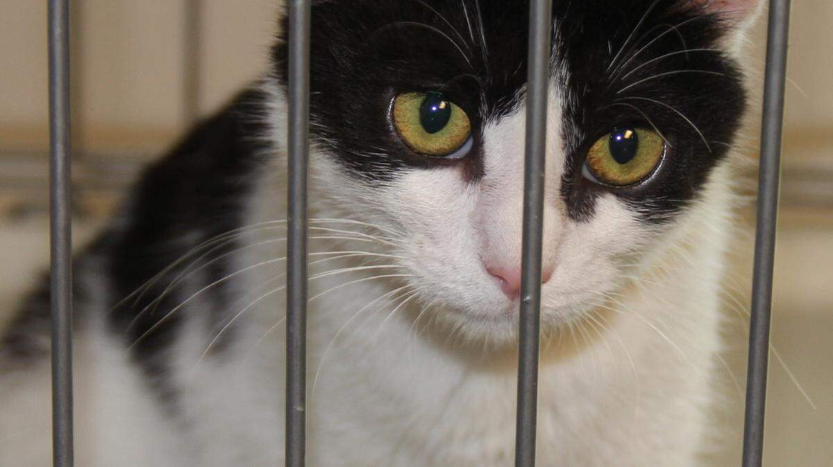Sue, a sweet black-and-white cat, is a rescue through the Stone County SPCA and is available at PetSmart D'Iberville. The Stone County SPCA is at 1989 Highway 26 West, Wiggins. The phone number is 601-928-1930, and hours of operation are 9 a.m. to 3 p.m. Monday through Saturday. Visit their website, stonecountyspca.org, to see all the animals available for adoption. General guideline for adoption rates: Cats are $35, kittens $60, puppies and small dogs are $80, large dogs are $60.