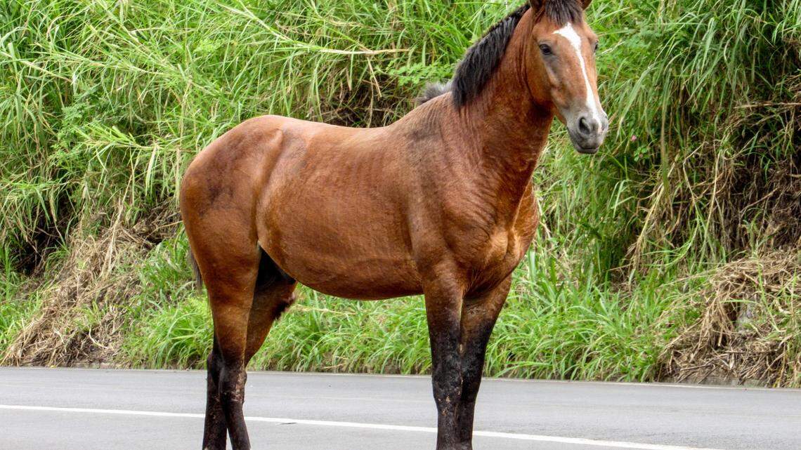 A 27-year-old man is dead after the vehicle he was riding in crashed into a horse (not the one pictured) in St. Martinville, Louisiana, in the early hours of Aug. 20, police said.