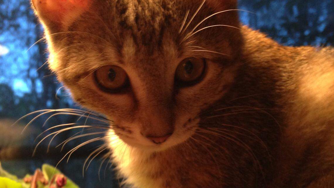 Pet Doctor: Soft kitty, warm kitty, little ball of fur 