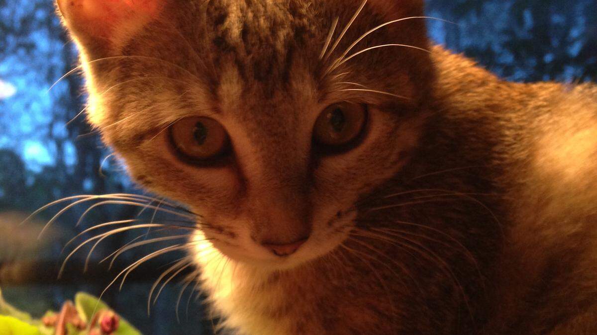 COURTESY JAMES W. RANDOLPHFrida Kahlo is a tortoiseshell tabby, meaning she has tortoiseshell colors with tabby-stripe markings. And, yes, she is as feisty as most three-colored cats.