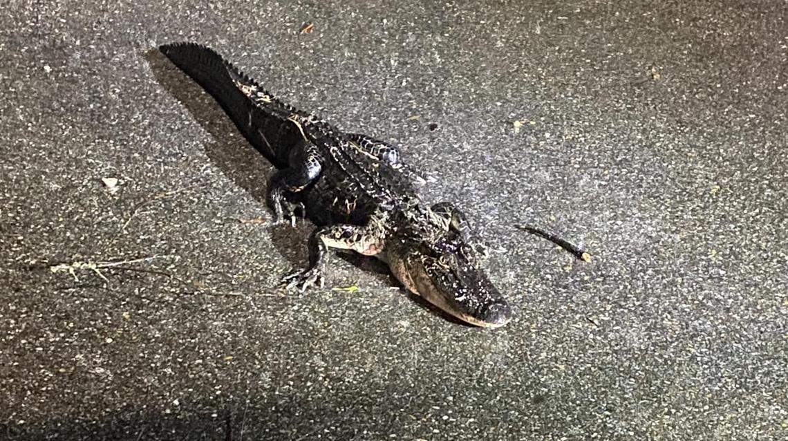 “Add gator wrangling and relocation to your Francine bingo card,” Pass Christian Fire department posted on Facebook during Hurricane Francine.