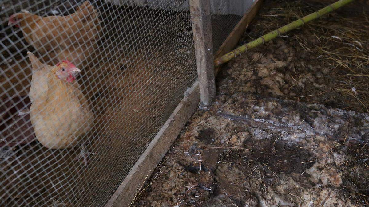 A chicken from the only coop at a house in Jackson County that wasn't attacked looks into an empty coop on Sunday Dec. 27, 2015. Sixteen birds were killed by an unknown attacker on Christmas morning.