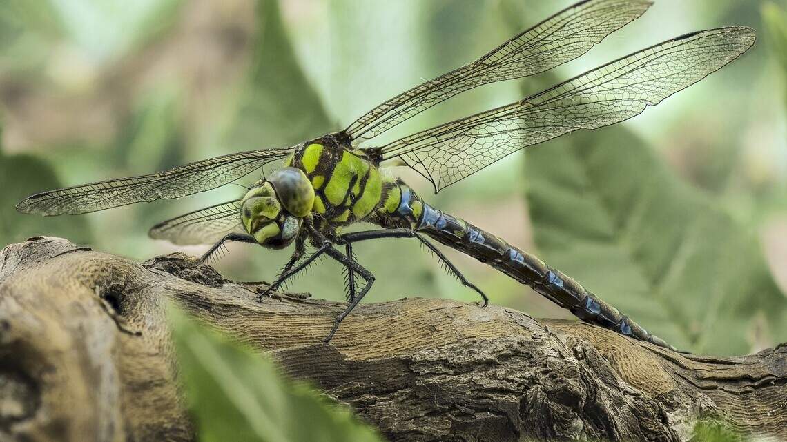 Swarms of these predatory insects have been spotted in Wichita recently. What to know