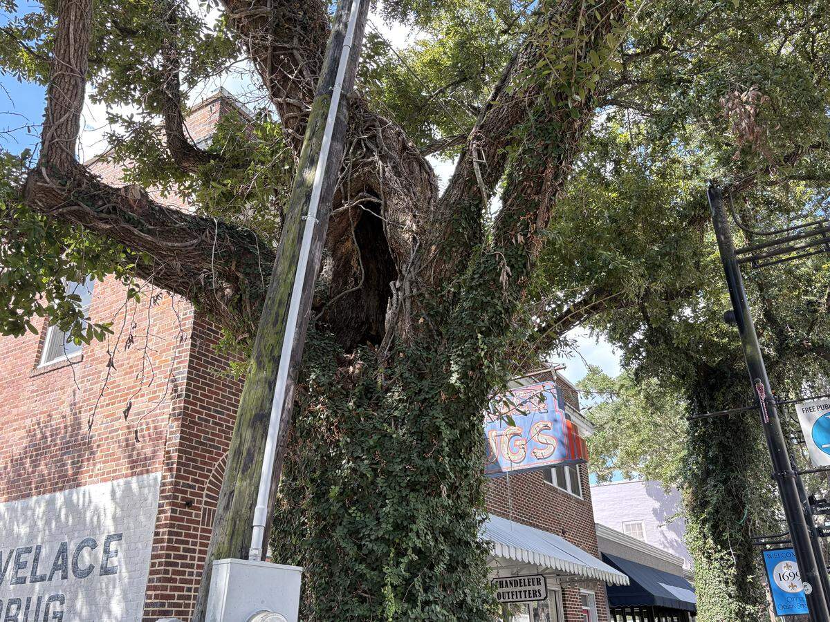 An arborist says the potential for “failure” of the live oak outside Lovelace Drugs is “very high.”