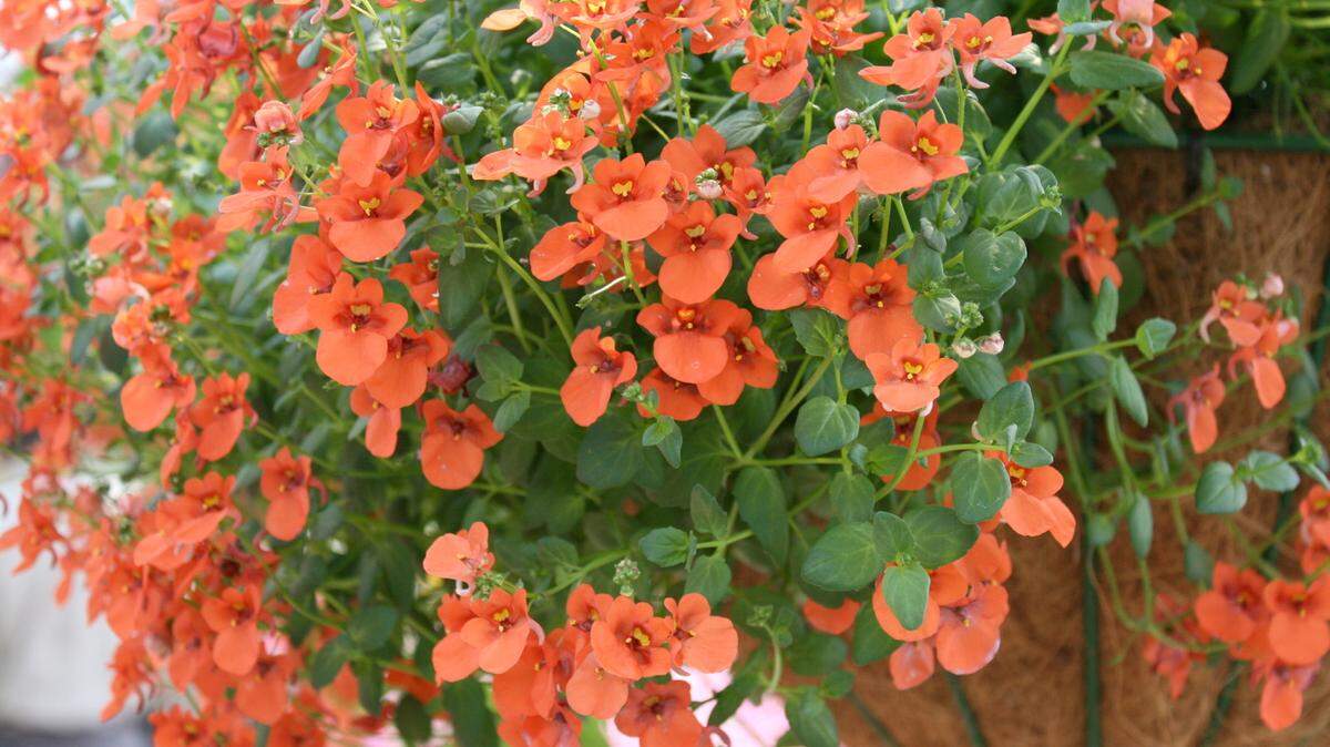 GARY BACHMAN/MISSISSIPPI STATE UNIVERSITY EXTENSIONDiascia such as this Whisper Pumpkin are suited for use in containers, either alone or with other plants.