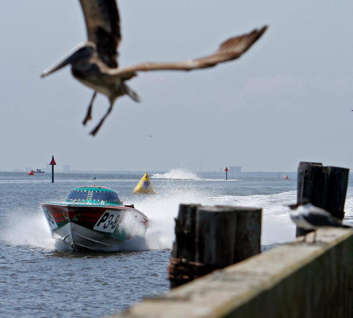 A pelican flies into the air as the Tilted Kilt races across the water during Smokin' The Sound in 2013.