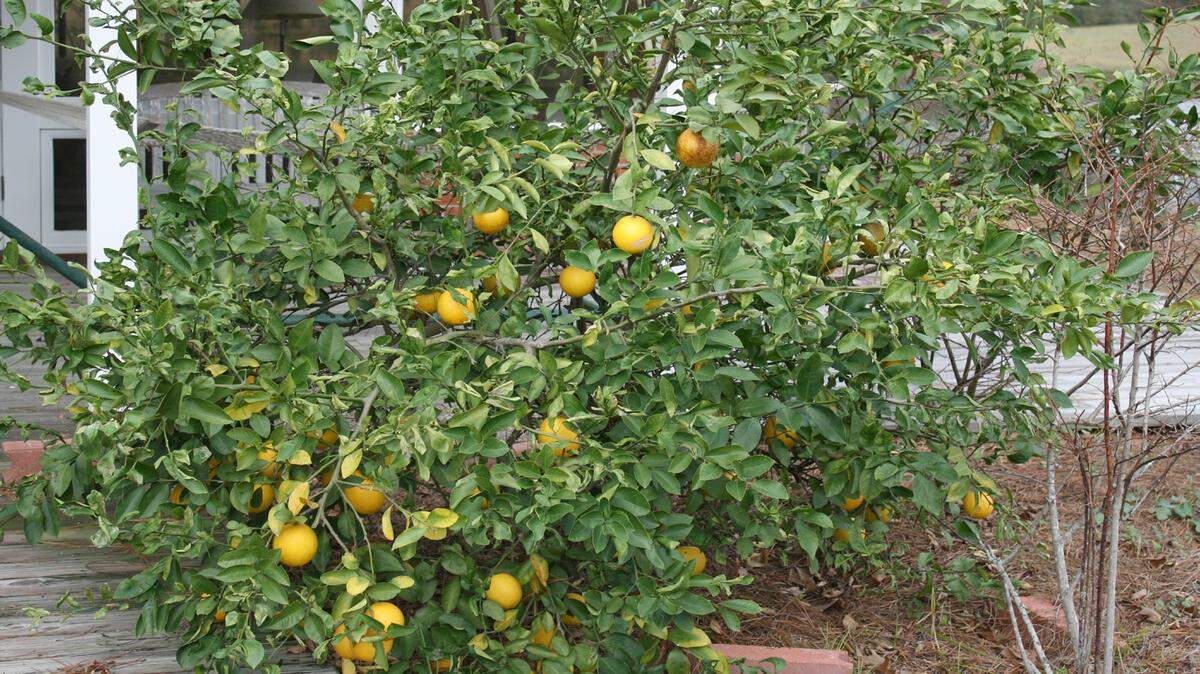 GARY BACHMAN/MISSISSIPPI STATE UNIVERSITY EXTENSIONCitrus trees such as this Meyer lemon perform well in Mississippi, but need protection from cold temperatures.