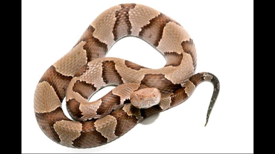 A GA copperhead snake just bit your dog or cat! You can save its life with these tips