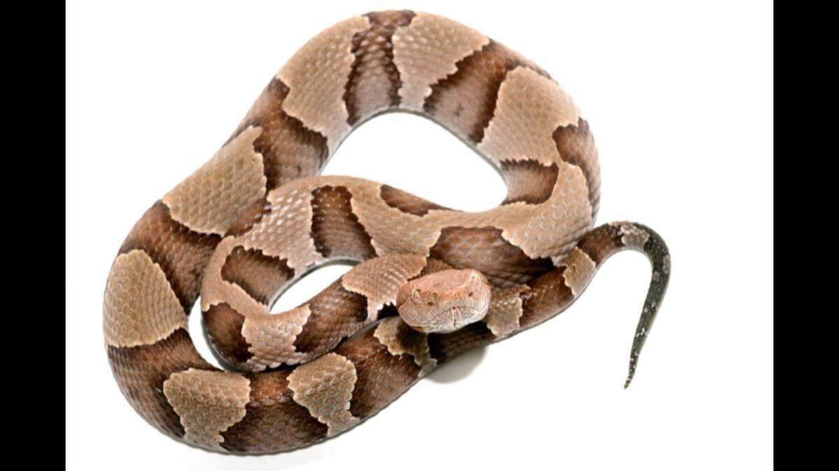 An image of a copperhead snake.