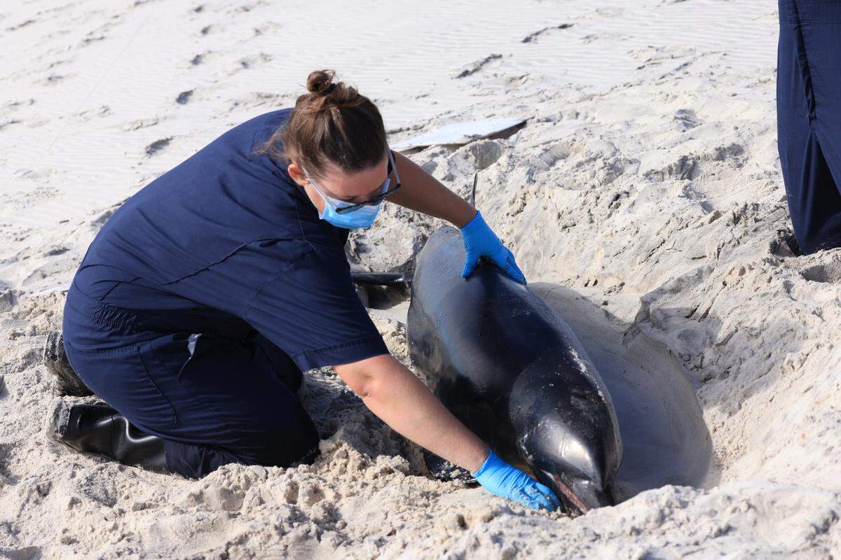 A staff member worked to uncover the dolphins from sand on Petit Bois Island. The Institute for Marine Mammal Studies brought the dolphins back to Gulfport for necropsies, or animal autopsies.