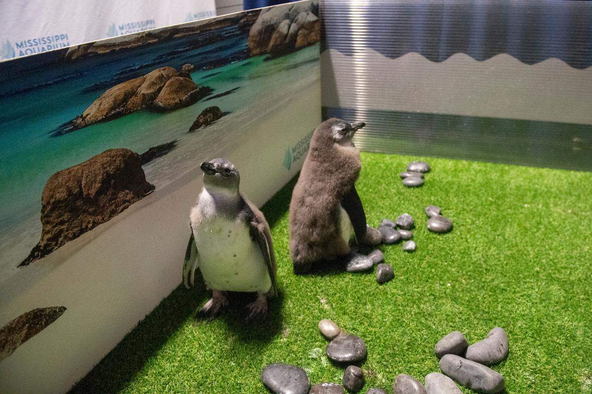 Baby African penguins on exhibit for the first time at the Mississippi Aquarium on Saturday, March 22, 2025.