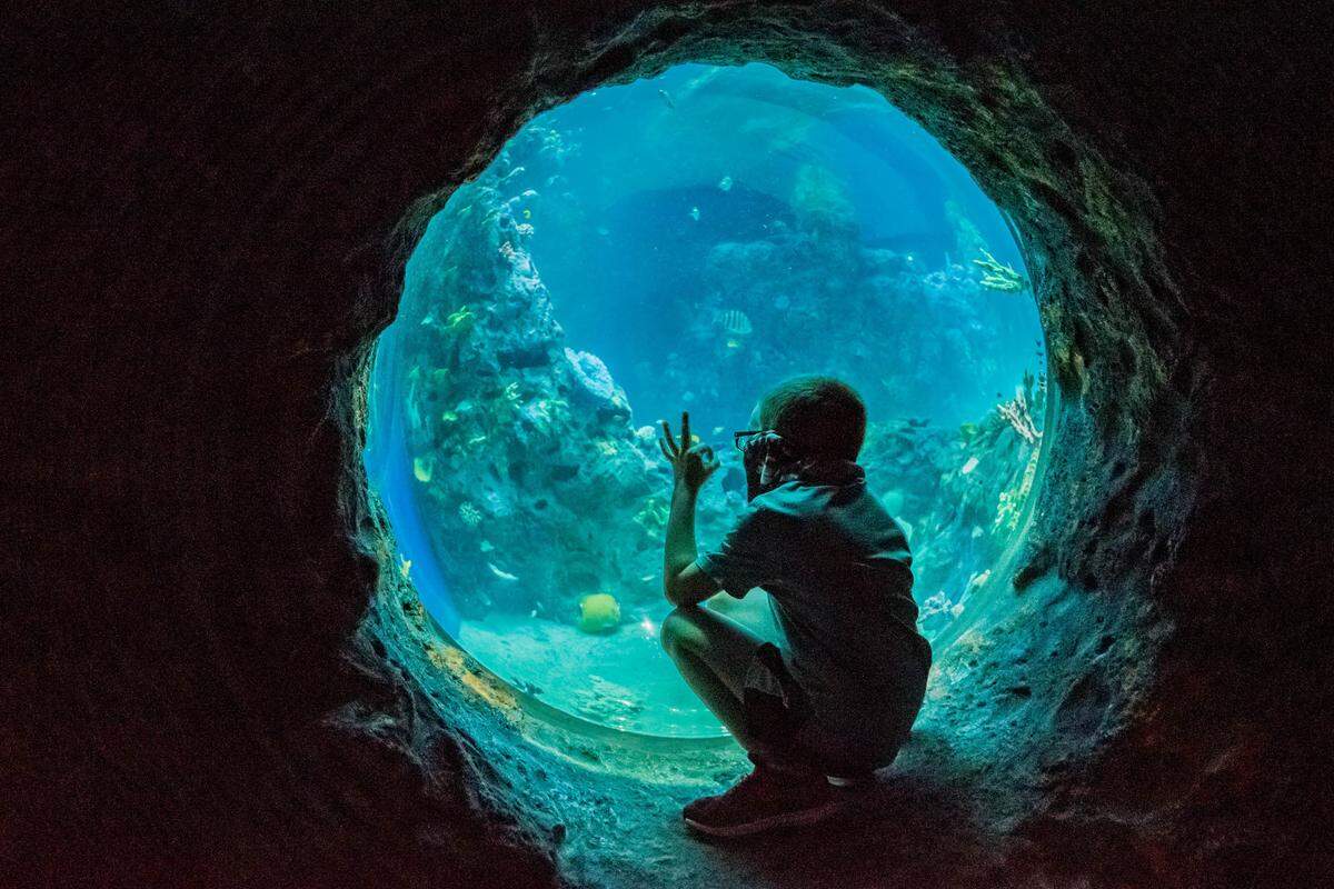 Mississippi Aquarium in Gulfport has attractions and species that are different than those at New Orleans’ Audubon Aquarium, which is closed for a six-month makeover.