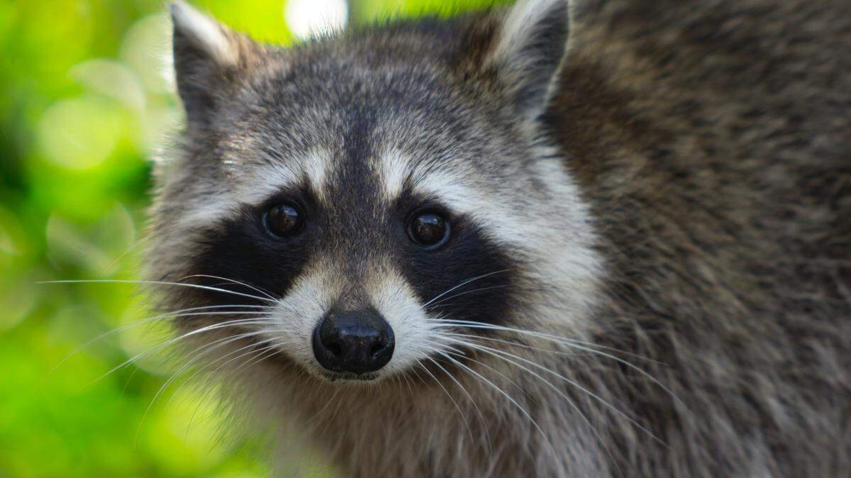 Gwinnett County, Georgia, officials are urging caution after a rabid raccoon, not the one pictured here, bit a 2-year-old who tried to pet it. The raccoon involved in the attack isn’t pictured.