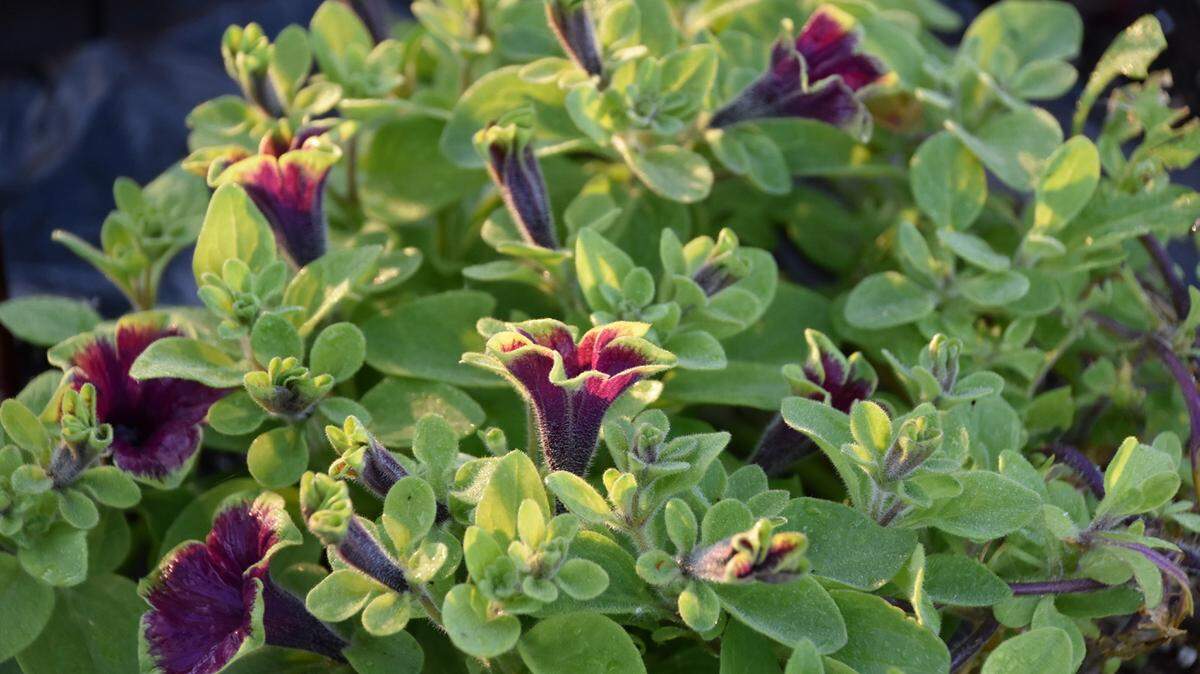 GARY BACHMAN/MISSISSIPPI STATE UNIVERSITYSupertunia flower edges are lime green and tend to blend into the foliage, allowing the artistically painted flowers to stand out. This Picasso in Burgundy will be available this year.