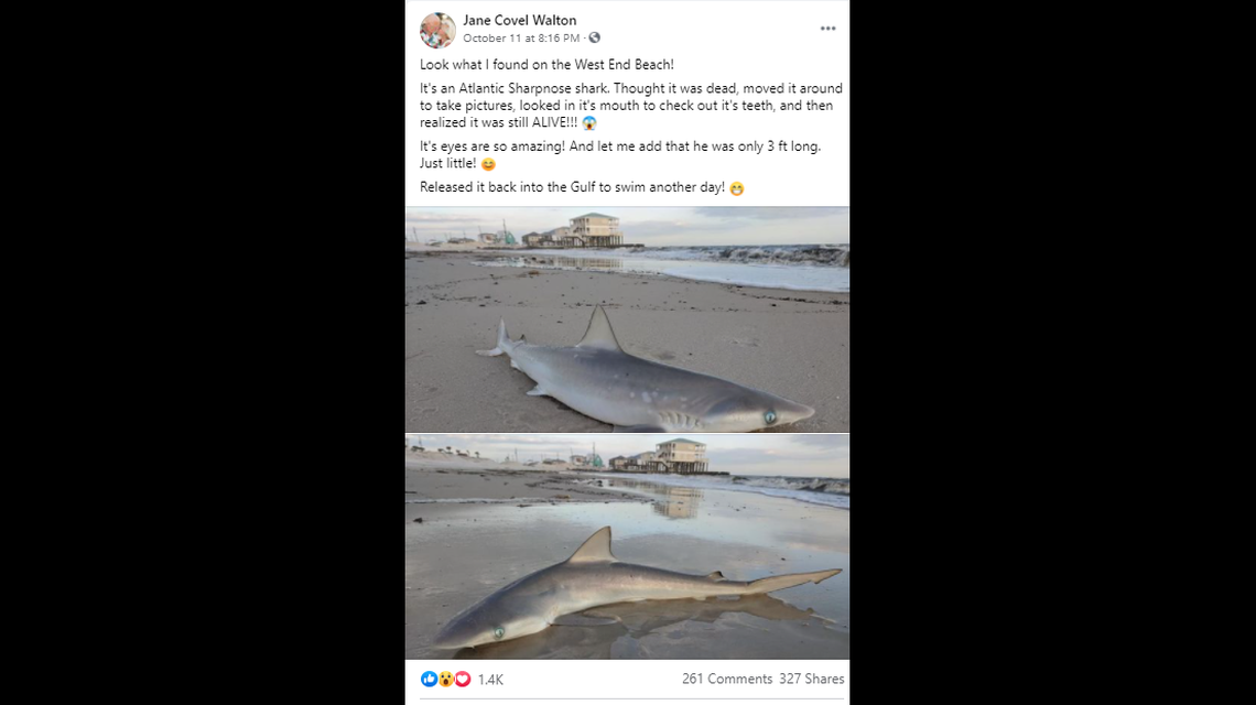 This is Jane Covel Walton’s Facebook post on her shark encounter.