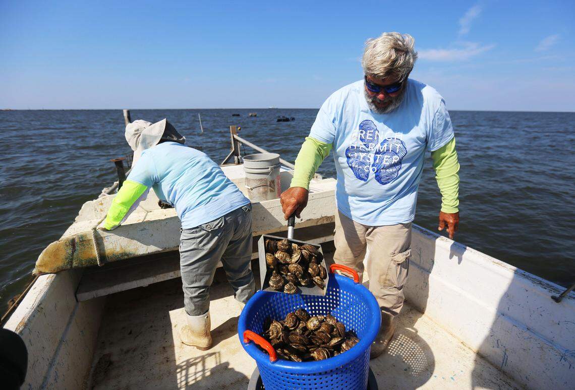 Mississippi oyster farmers Mike and Anita Arguelles go through oysters from their acre near Deer Island Tuesday, June 11. More than 94 percent of the oysters they brought in were dead due to the salinity of the water caused by the opening of the Bonnet Carre Spillway opening in May.