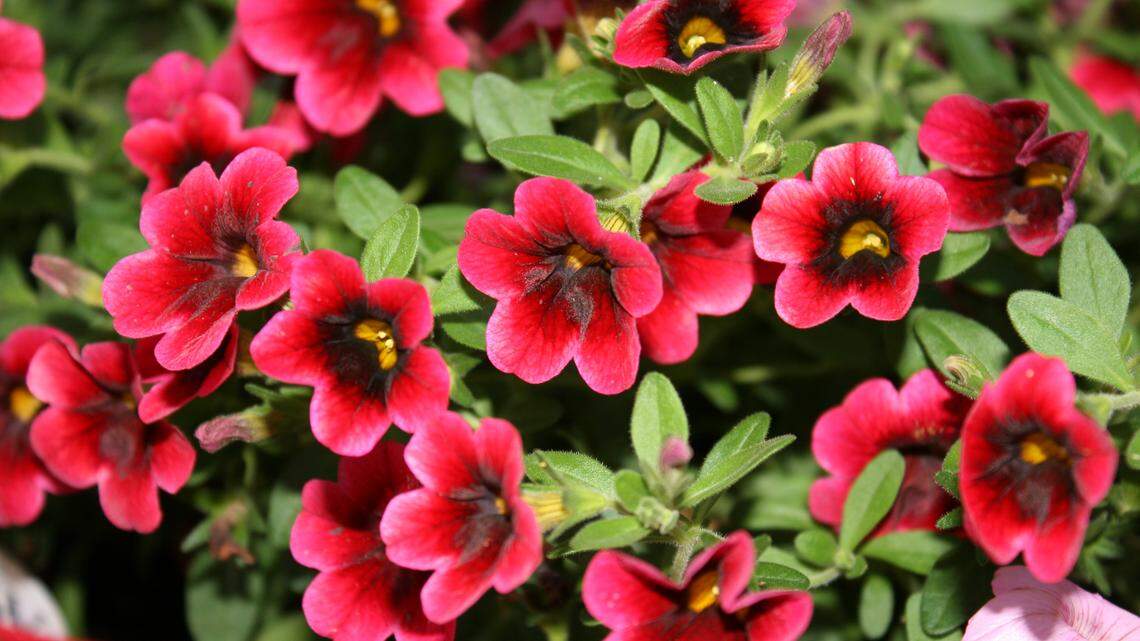Include Superbells in flower beds for color 