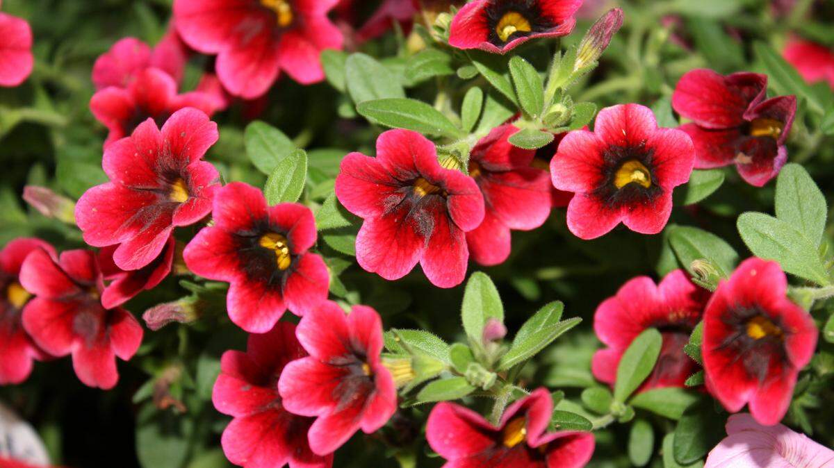 GARY BACHMAN/MISSISSIPPI STATE UNIVERSITY EXTENSIONPomegranate Punch is a variety of calibrachoa Superbells that is heat tolerant all summer and adds color to any flower bed.