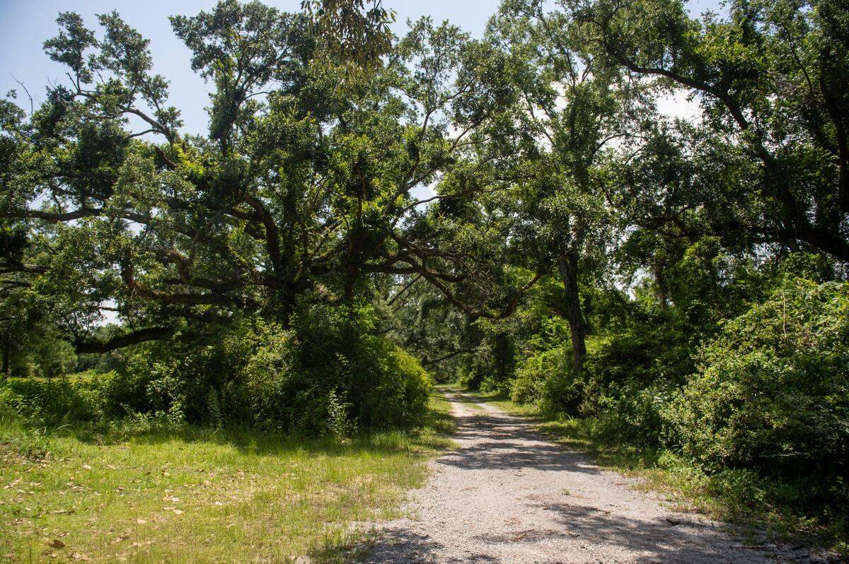 A live oak tree stands next to a driveway that leads into the property of a proposed sub-division in Woolmarket on Thursday, June 16, 2022. A group of community members opposed to the development in Woolmarket is concerned that many of the live oak trees on the property will have to be removed, among other issues.