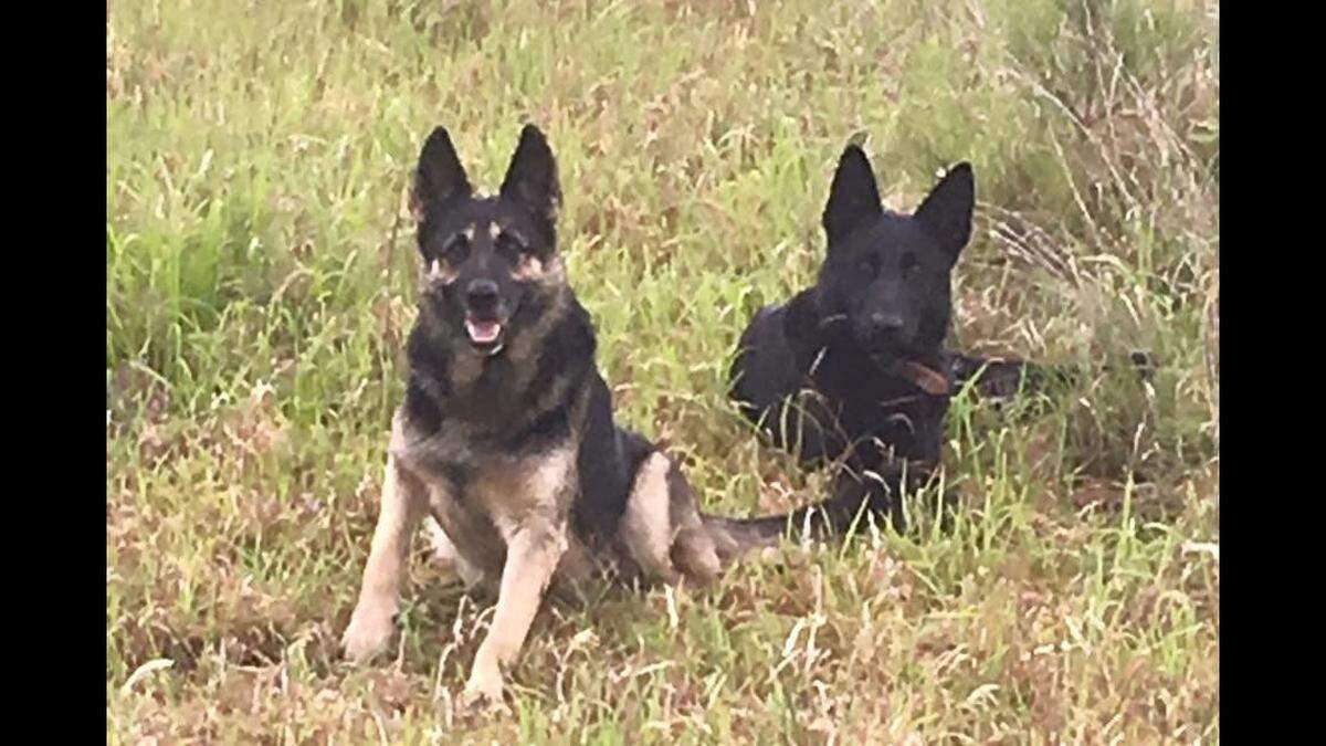 An 8-year-old German Shepherd named Achilles, pictured left, belonged to Hancock County Justice Court Judge Desmond Hoda and his family. The dog died of suspected poisoning.