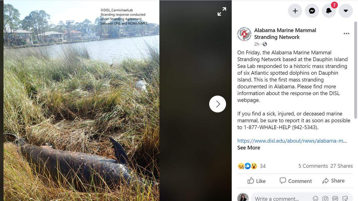 Six dolphins were found dead in a mass stranding event in Alabama.