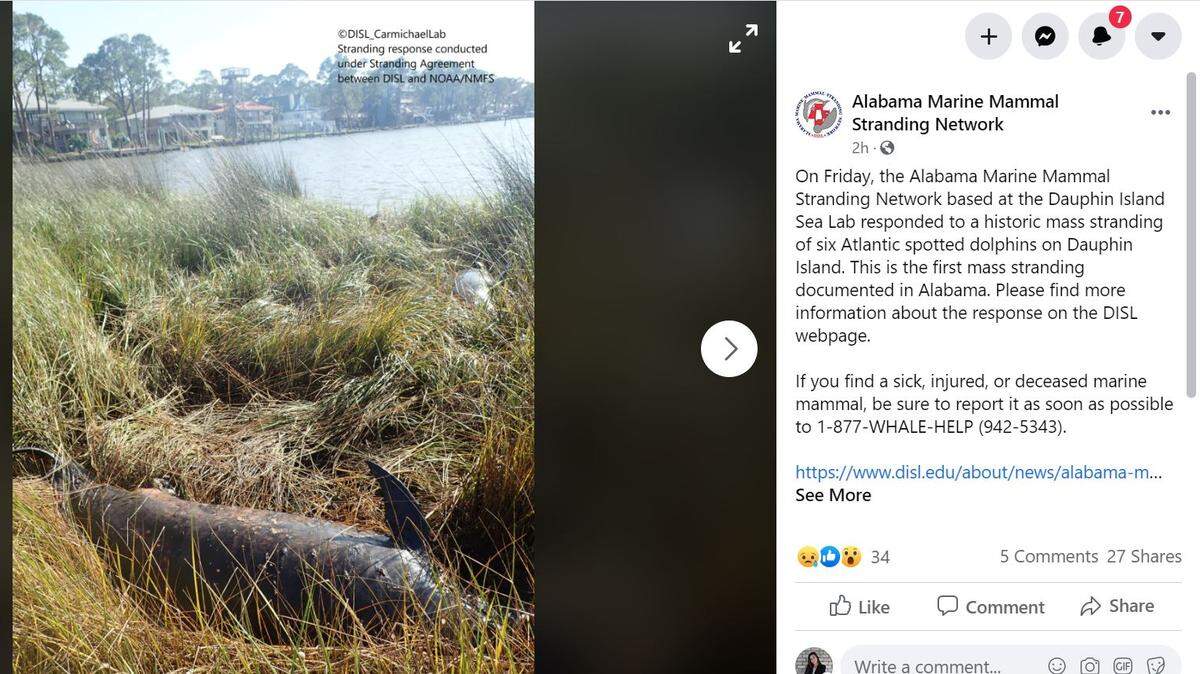 Six dolphins were found dead in a mass stranding event in Alabama.