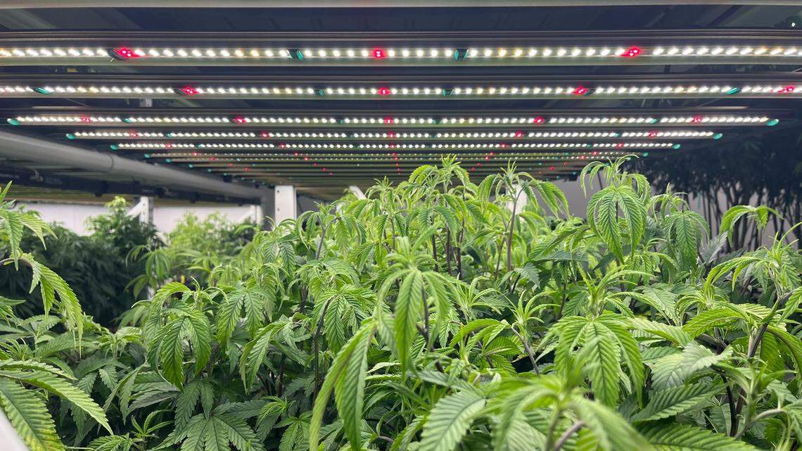 Young cannabis plants at Southern Therapeutics in Gautier on July 11, 2024.