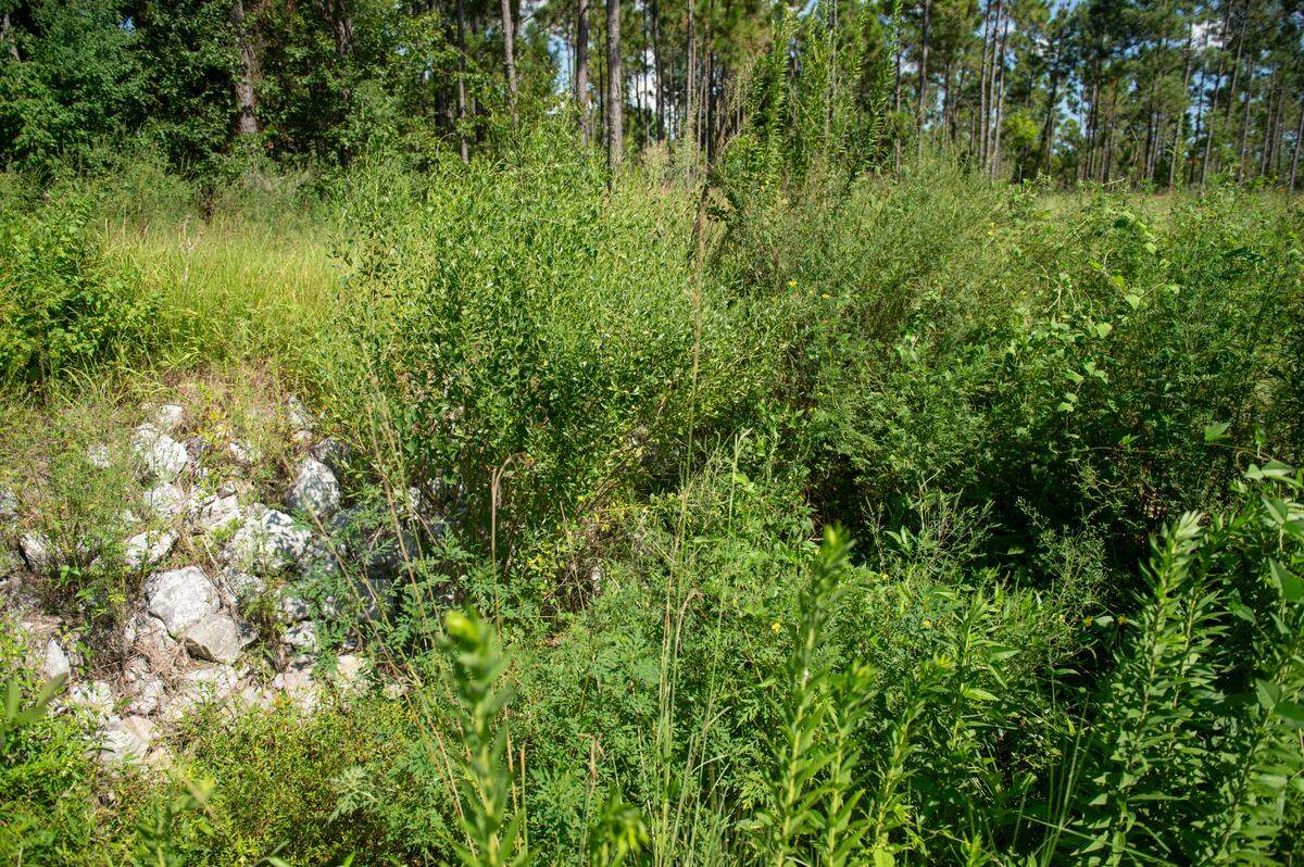 An overgrown drainage ditch, widened around 2016, next to Bob Kiesau’s home in Ocean Springs on Monday, Aug. 5, 2024. A small culvert, right, is completely obscured by plants and debris, which Kiesau says leads to flooding.