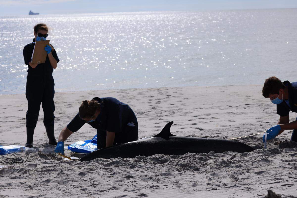 Staff at the Institute for Marine Mammal Studies examines one dolphin after four were discovered stranded on the shore of Petit Bois Island.