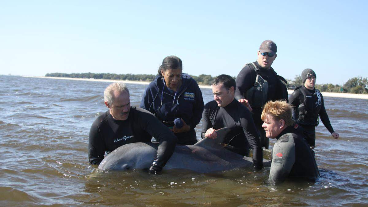 INSTITUTE FOR MARINE MAMMAL STUDIESA 2-year-old female dolphin is released into the Mississippi Sound after it was found in a bayou near Henderson Point.