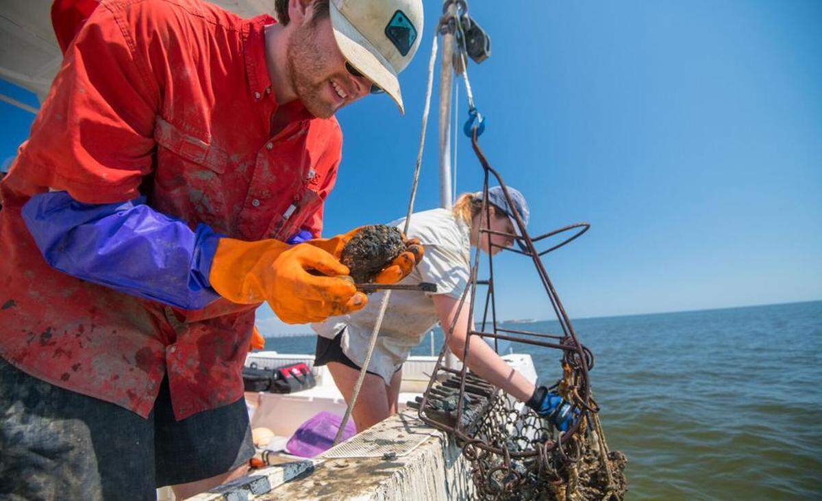 University of Mississippi environmental toxicology master’s program graduates James Gledhill (left), and Ann Fairly Barnett examine dead oysters they pulled from the Mississippi Sound with an oyster dredge. Oyster mortality in the sound increased in late 2019 after the Bonnet Carre Spillway and rivers along the Mississippi coast added too much freshwater.