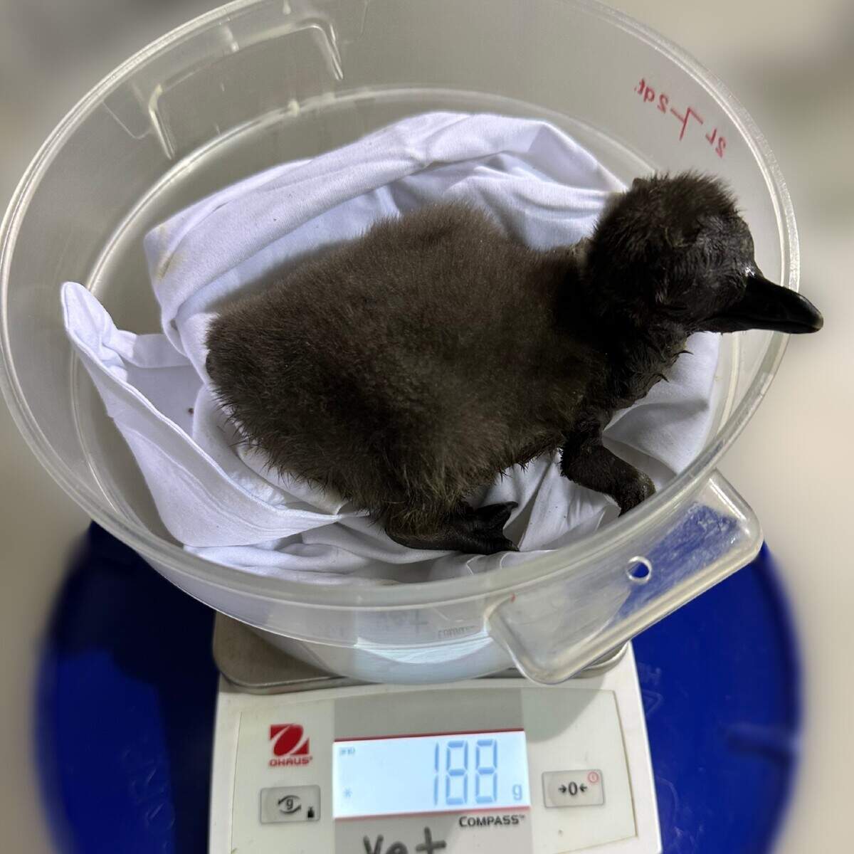 African Chick 2 weighed in at 188 grams six days after its birth at the Mississippi Aquarium.