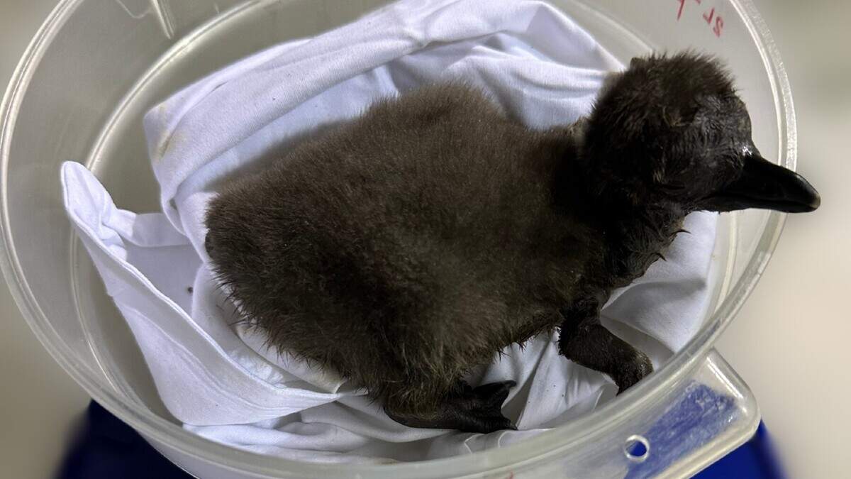 African Chick 2 weighed in at 188 grams six days after its birth at the Mississippi Aquarium.