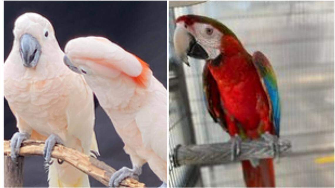 A restaurant owner in Atlanta, Georgia is “thrilled” after three exotic birds stolen from the R. Thomas Deluxe Grill on April 14 were found safe.