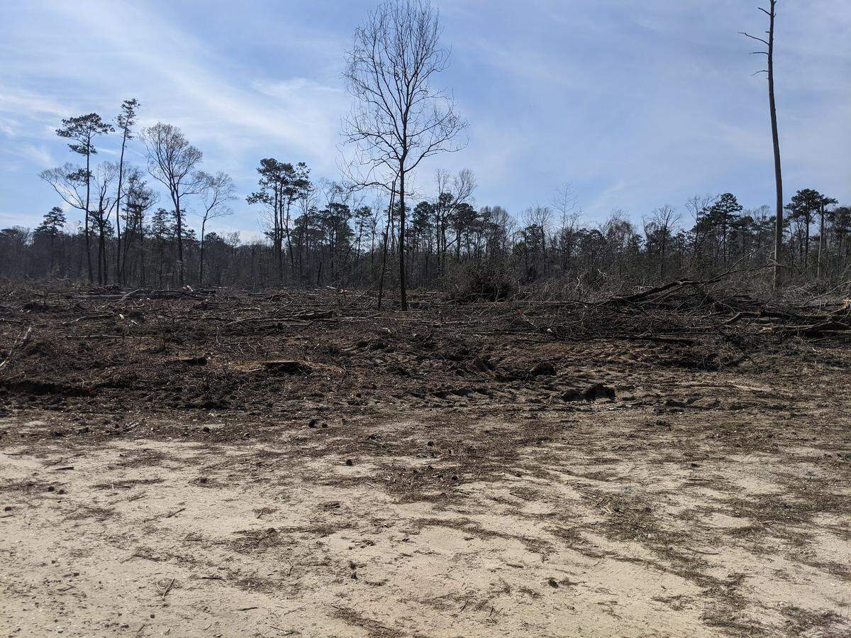 This patch of forest in the Pascagoula River Wilderness Management Area was clear-cut by the state wildlife agency earlier this year.