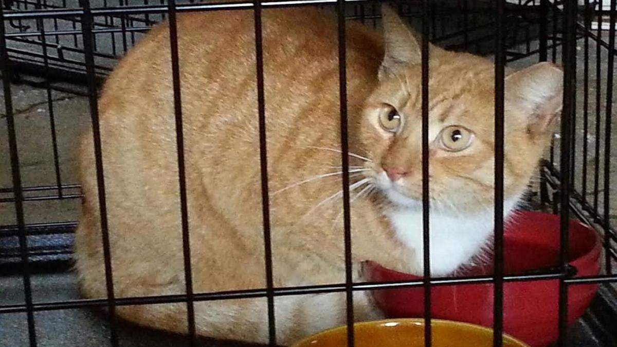 KAREN NELSON/SUN HERALD 
 Buddy, a feral cat who had called a downtown Biloxi area home until Saturday, is headed to a new home in Stone County.