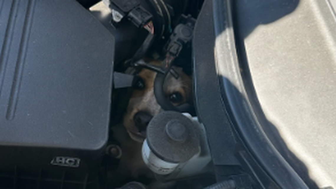A dog darted under driver’s car March 16, then disappeared. Here’s where firefighters in Marietta, Georgia, found him.