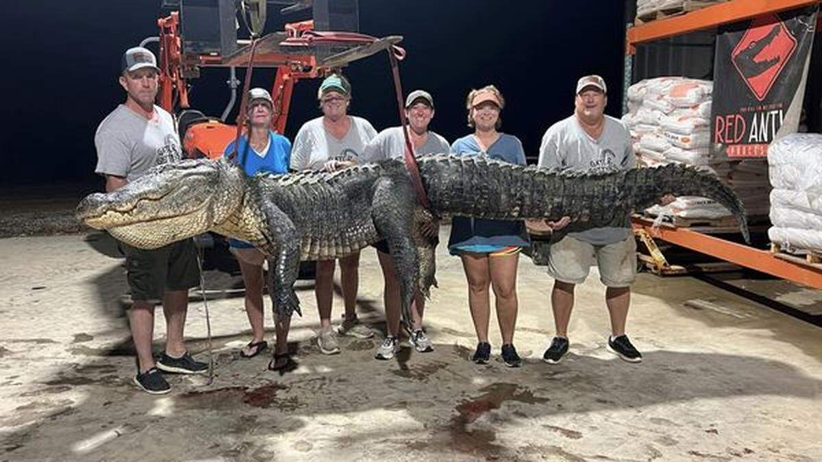 A group of six hunters in Mississippi caught a 14-foot, 802-pound alligator on Friday, Aug. 30 in the Yazoo River.