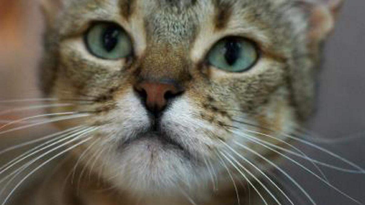 Honney (ID#A20856797), a 2-year-old female domestic shorthair, is the featured pet of the week for the Humane Society of South Mississippi, 2615 U.S. 49, Gulfport. She was owner surrendered because they were moving. She is not yet spayed, so she will have to stay for two to five days at the shelter so she can be spayed for her new family. Her adoption fee is $35. For details about adopting a pet, call 863-3354 or check out hssm.org. All animals adopted through HSSM are spayed/neutered, given shots and are microchipped. Other pets are also available at the Hancock County Animal Shelter, 7175 Texas Flat Road, Kiln, 466-4516, or the Jackson County Animal Shelter, 4400 Audubon Drive, Gautier, 497-6350. Contact each shelter for adoption fees.