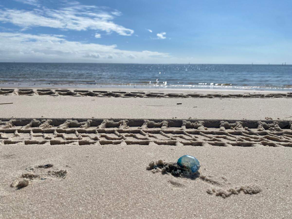 A Portuguese man o’ war sits on the Pass Christian beach on Wednesday, Nov. 6, 2024.