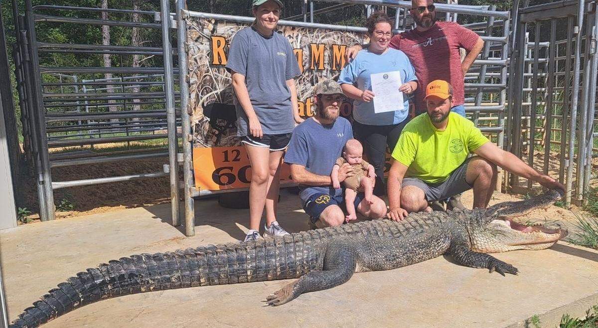 Jason Ullendorf bagged a record-setting alligator, the Mississippi Department of Wildlife, Fisheries and Parks announced Sunday, Sept. 8, 2024.