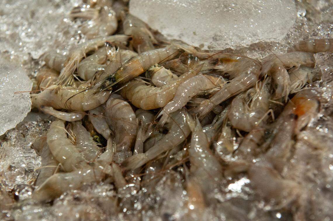 Shrimp arrives at Biloxi Bay Processing in Biloxi on ice on Friday, May 31, 2024. The processing factory, which produces shrimp for Ocean Spring Seafood and a partner company, can process 15,000 pounds of shrimp in one day.